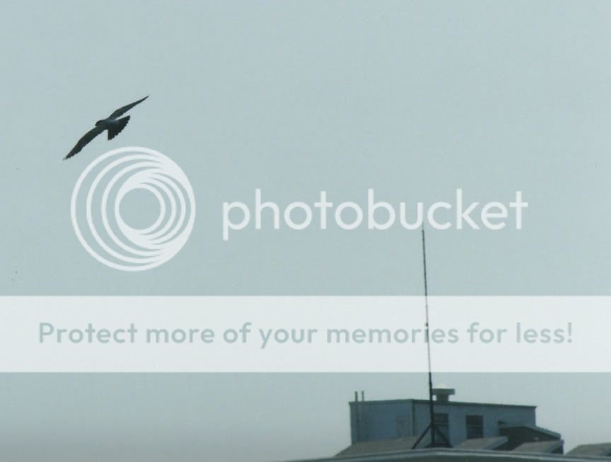 PeregrineFlt003.jpg