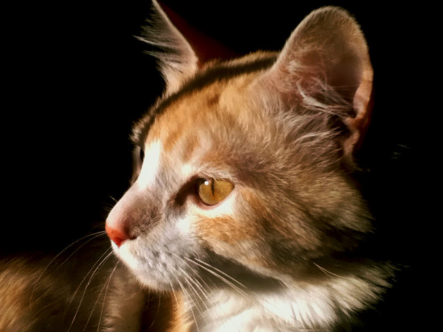 6867026653_7e6c25049f_z.jpg