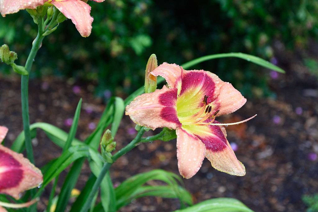 DSC_00246-XL.jpg