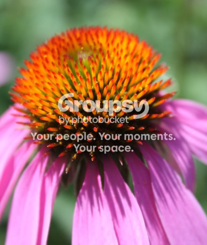 flowerzoom.jpg
