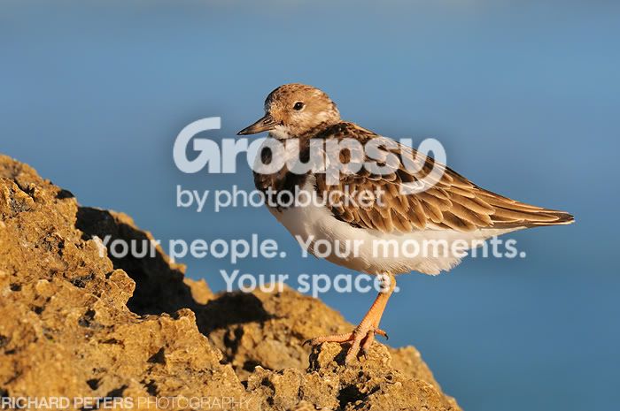 DSC_0075_ruddy.jpg