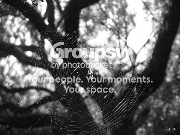 web.jpg