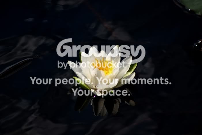 DarkFlower.jpg