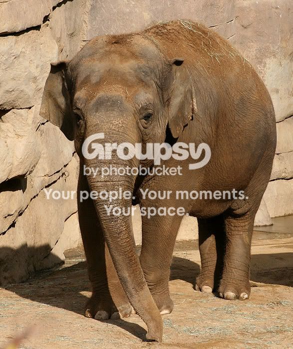 elephants2.jpg