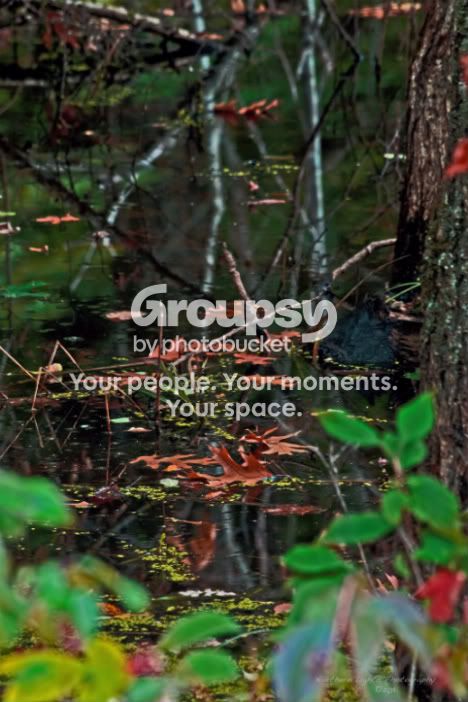 TamaracProjectThroughtheTrees-1.jpg