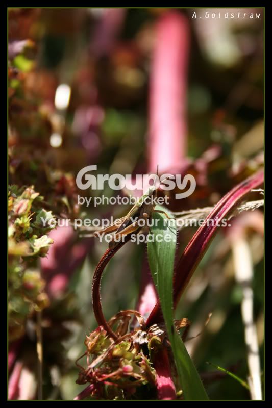 IMG_7706ee.jpg