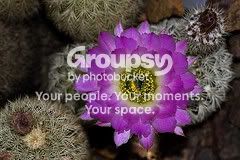 cactusflowers.jpg