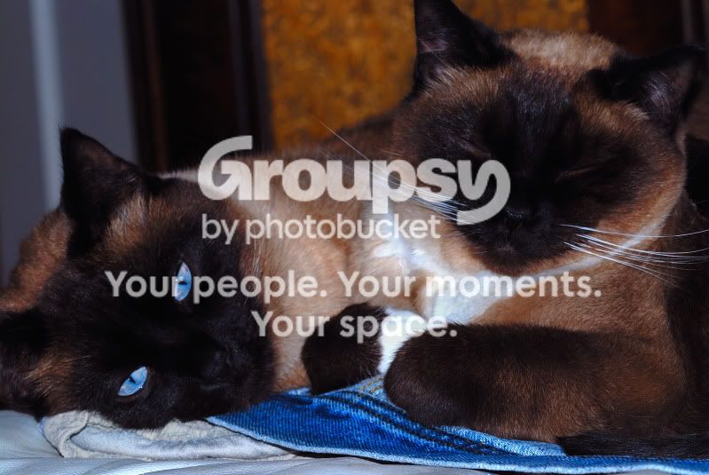 kitties048.jpg