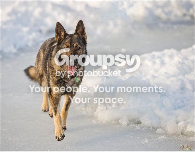 83NoShovel_z_zps1f33a84a.jpg