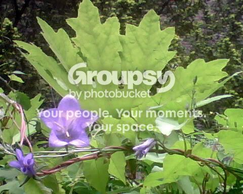 flower.jpg