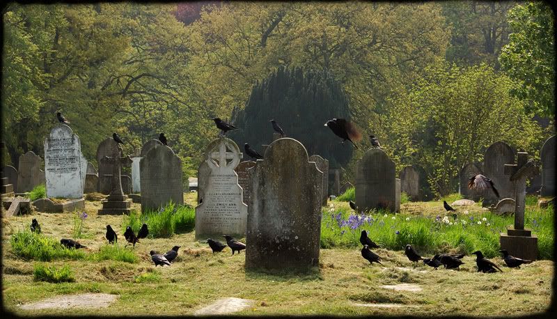 crow-scape2.jpg