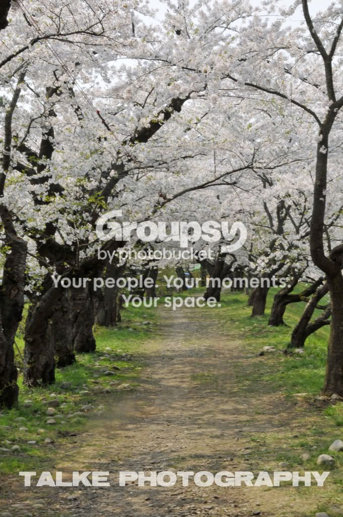 CherryBlossomsWatermark.jpg