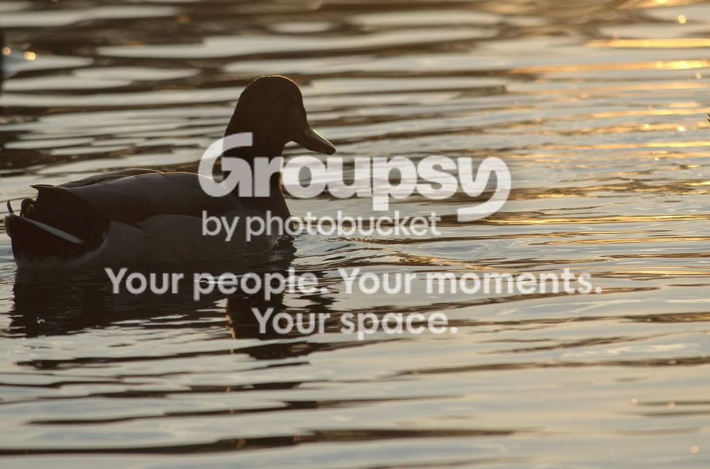 duckfinal.jpg