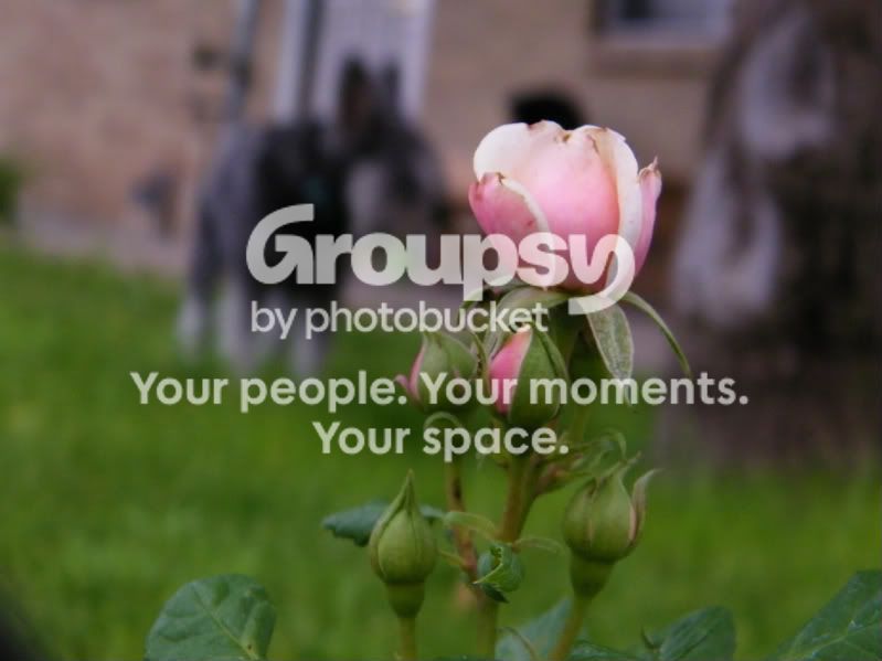 Flowers012.jpg