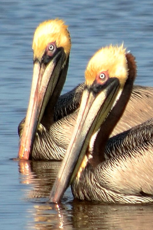 pelicans2.jpg