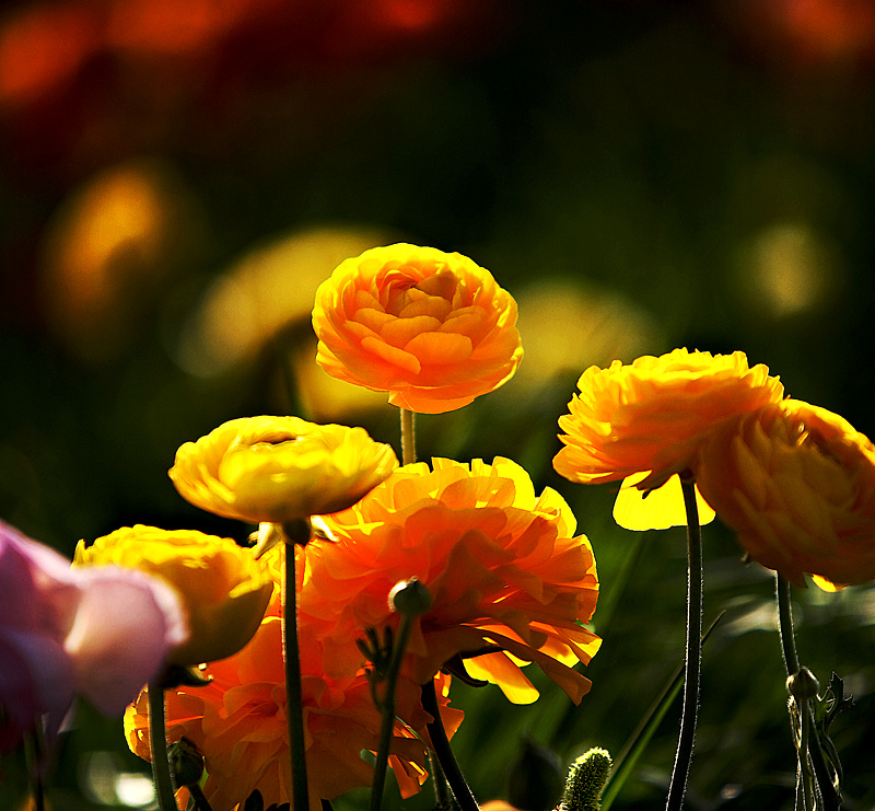 IMG_8449-X3.jpg