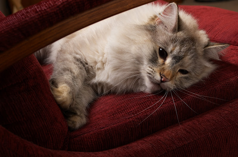 DSC_1035.jpg