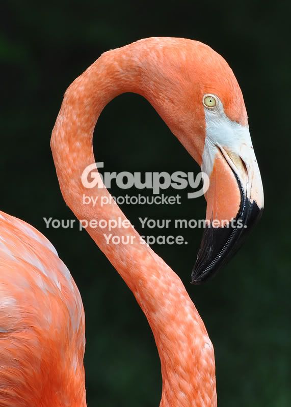 Flamingo1b1995resized.jpg