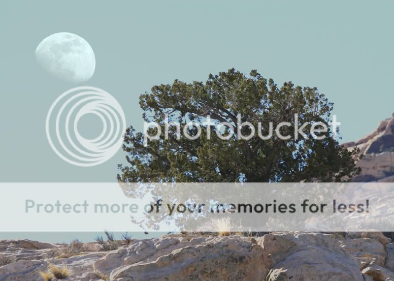 MoonGlowTree.jpg