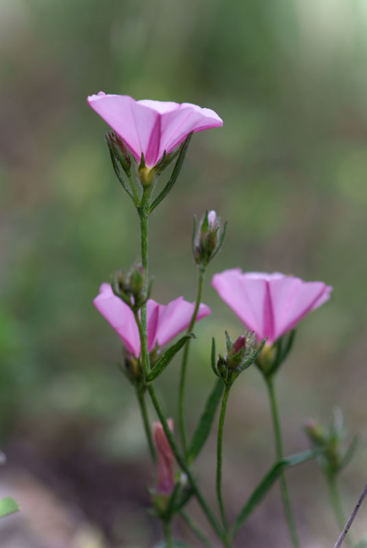 flower_24.jpg