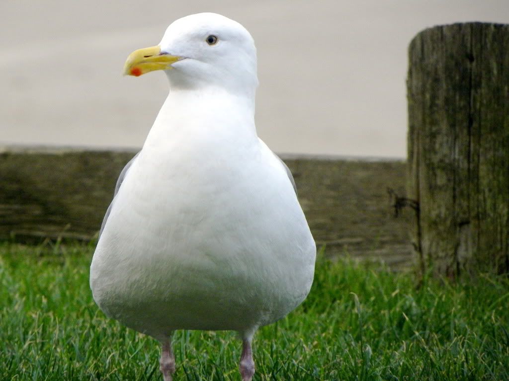 DSCN3418.jpg