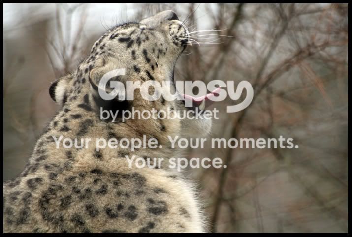 SnowLeopardyawn.jpg