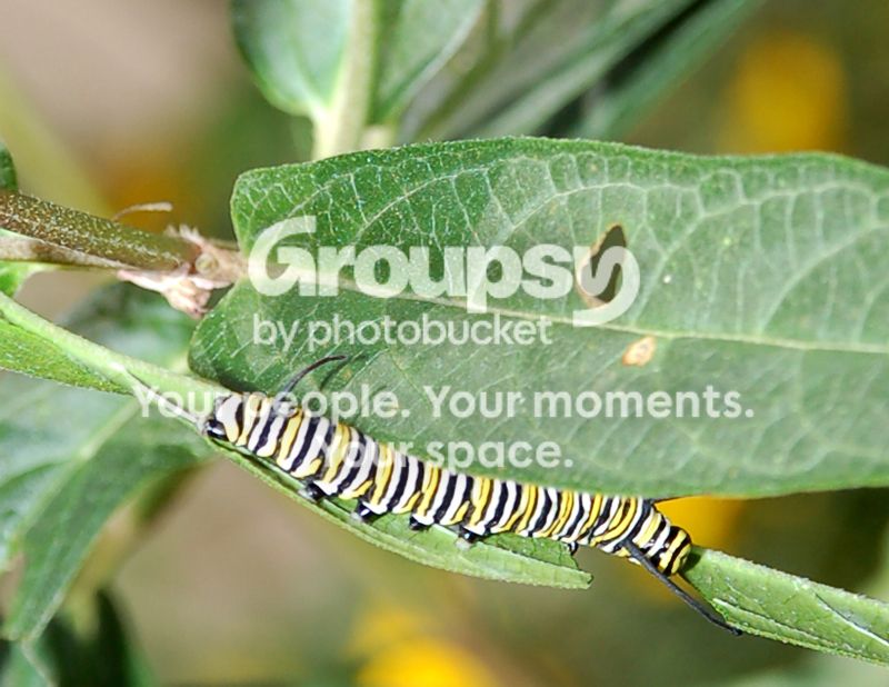 Caterpiller001.jpg