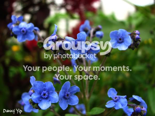 Flowers12.jpg