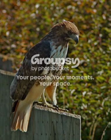 websize001hawk13sn.jpg