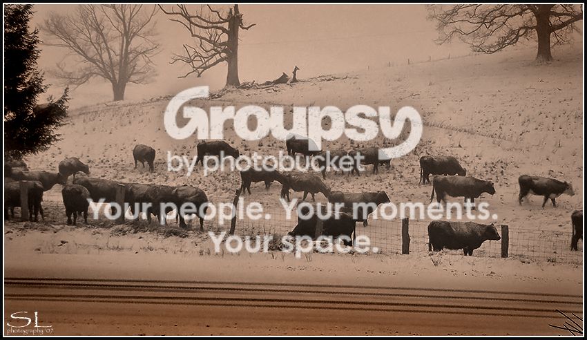 Moo.jpg