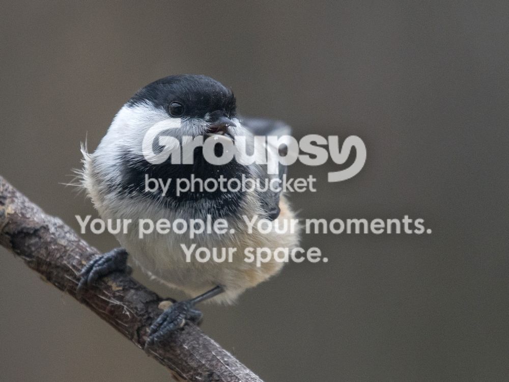 Chickadee%2027%20Oct%202016_zpsfjimdcuf.jpg