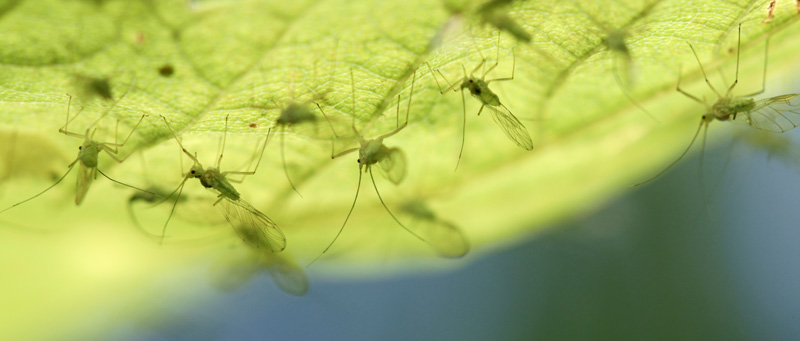 aphids_01.jpg