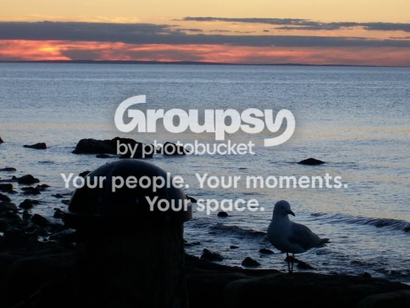 seagull_sunset.jpg