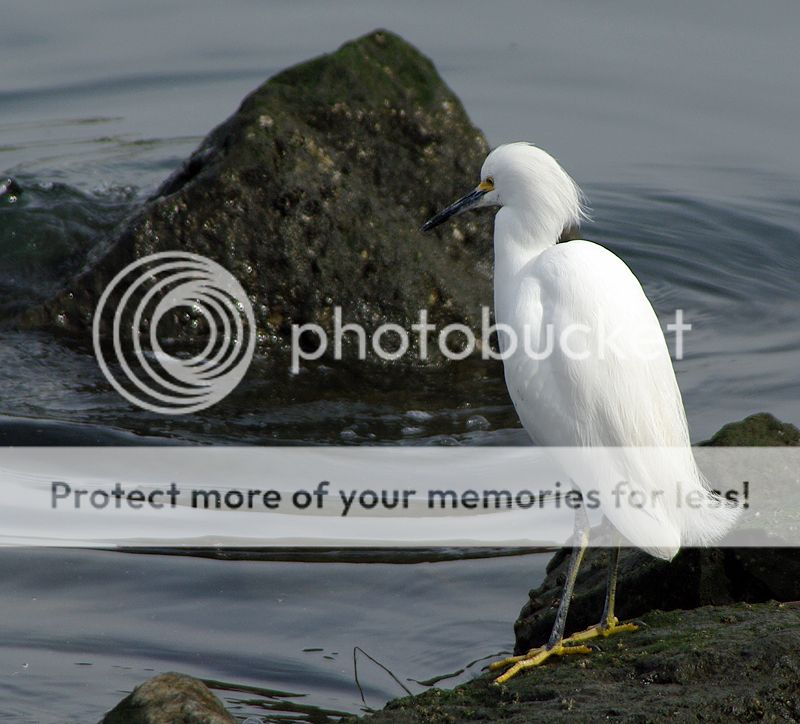 birds2-2.jpg