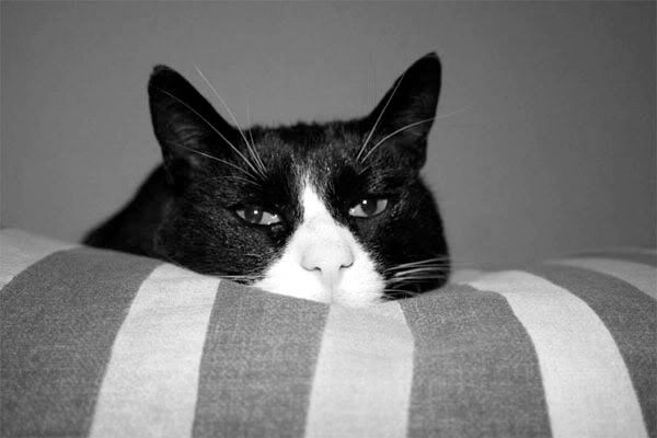 felixnotimpressed.jpg