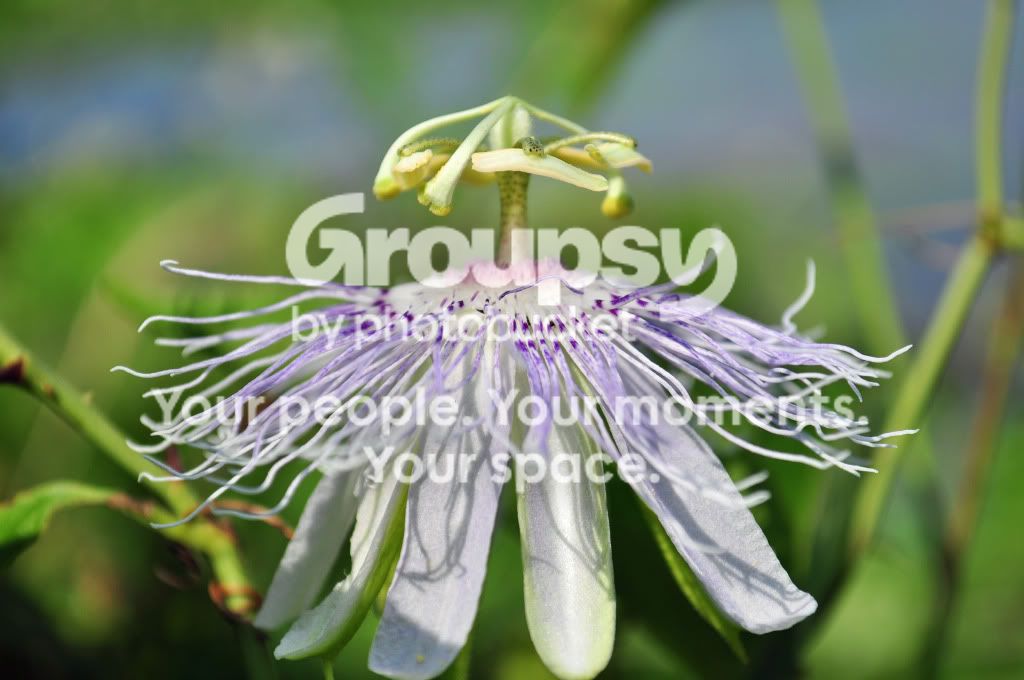 flower.jpg