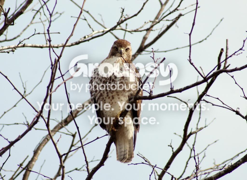 Copyofhawk039.jpg