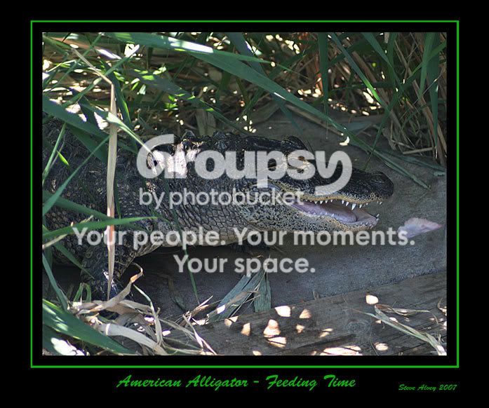 Alligator-Ame-feed-time.jpg