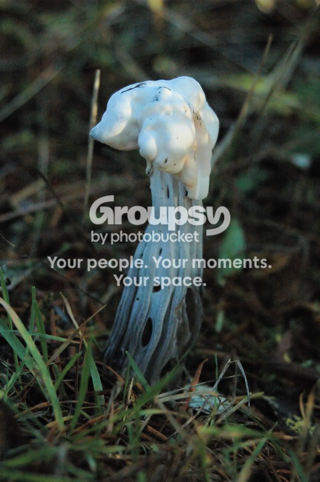 MushroomTestTwo-Nov23-08.jpg