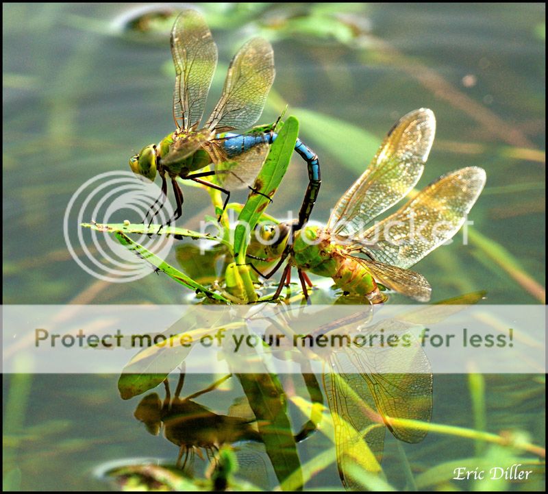 PIC_3090copy.jpg