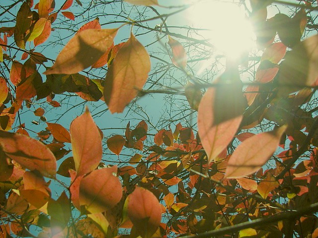 5106653338_7573867fd3_z.jpg