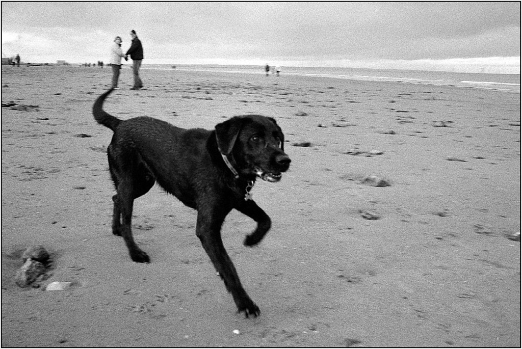 Lab%20Redcar%20Beach-XL.jpg