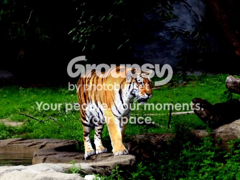 9-4-07TigerRedone.jpg