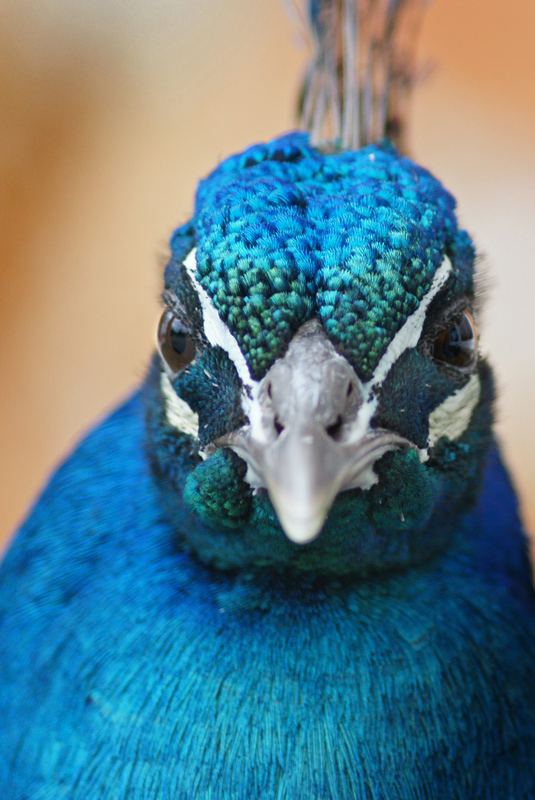 peacock_01.jpg