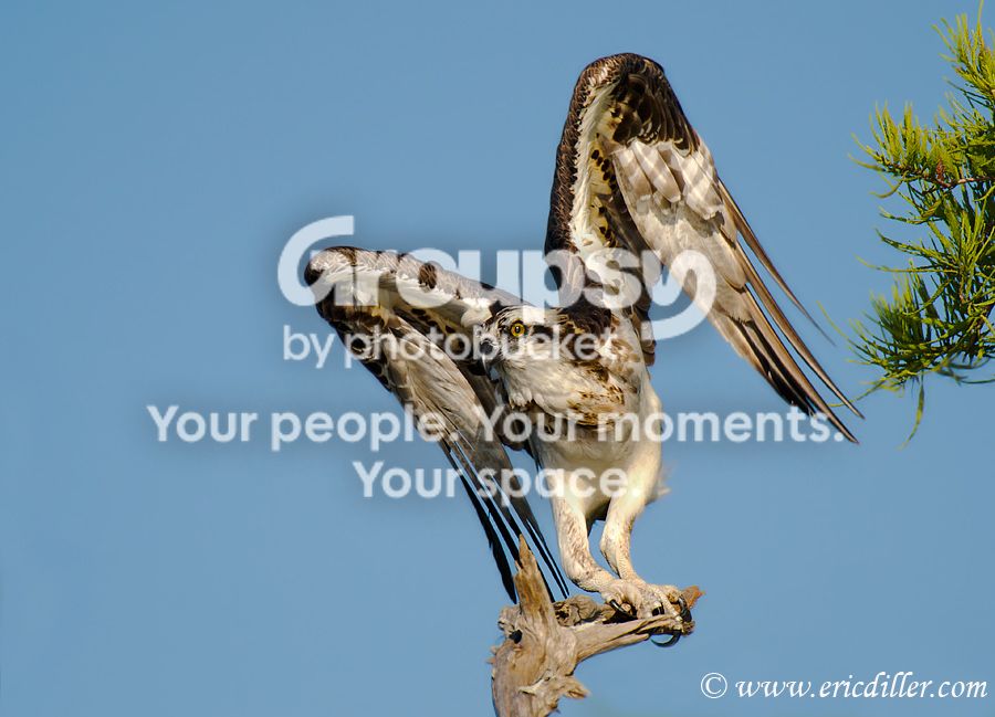 _ECD6995-copy900-1.jpg