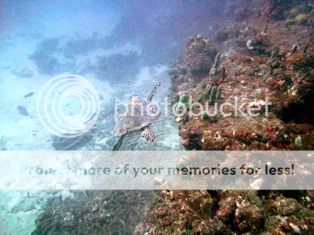 PICT8094.jpg