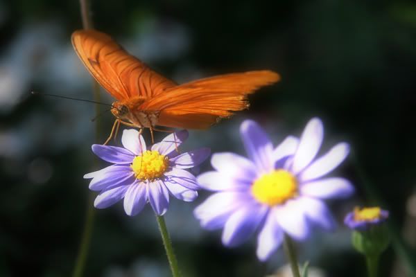 orange_4235_filteredgaussianshare.jpg