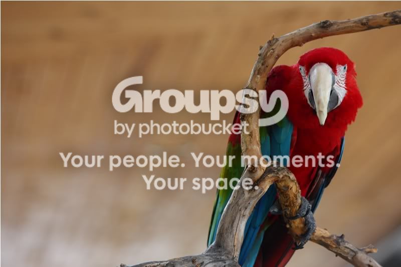 Zoopics031.jpg
