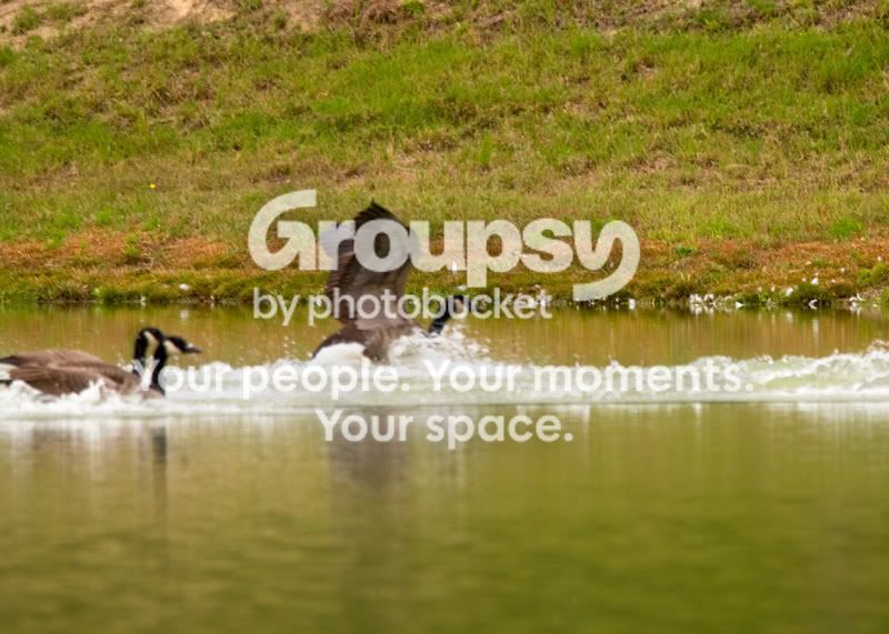 Geese-Landing-13.jpg