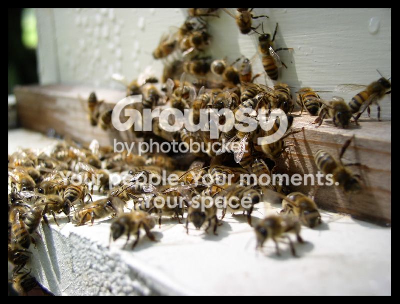 beez01.jpg